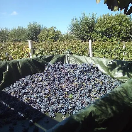 Corte Canale Virgilio Farm stay Volta Mantovana